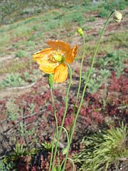 papaver californicum